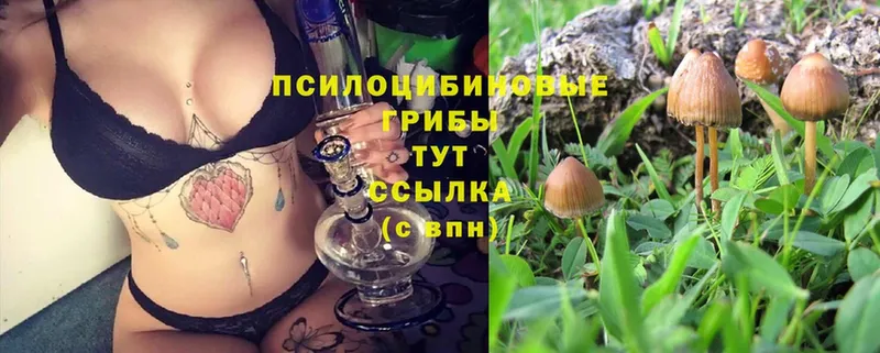 Псилоцибиновые грибы Psilocybine cubensis  Каменск-Шахтинский 